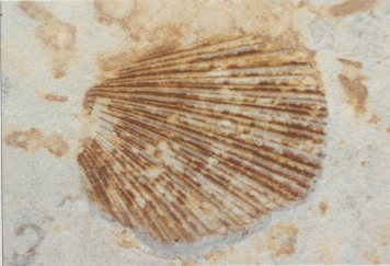 Sandstein mit Fossil am Neumarkt 4